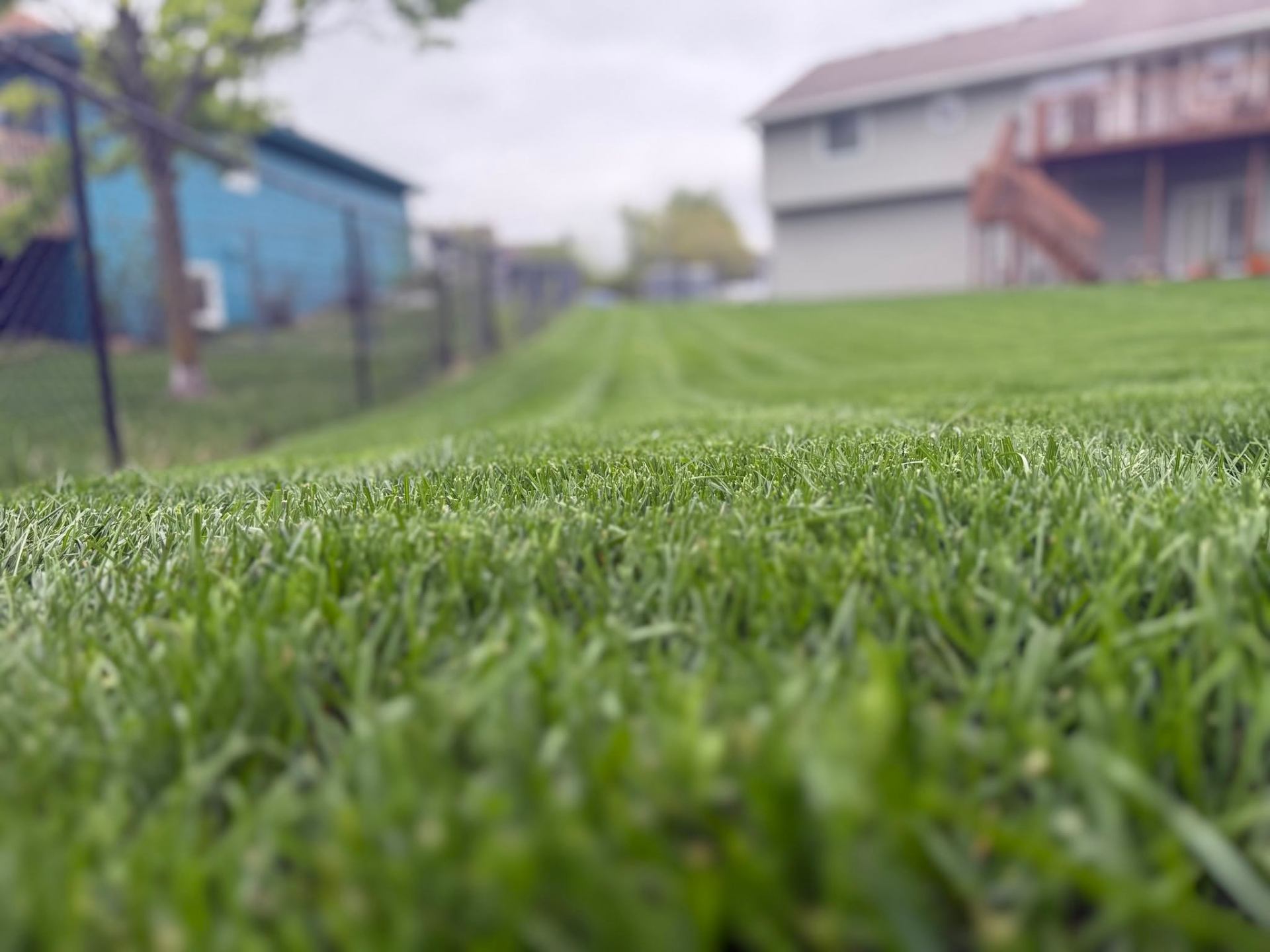Close-up of freshly cut, healthy grass